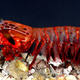 Illustration for article titled Fisherman catches monstrous giant shrimp in Florida